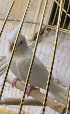 طير كوكتيل طفرة البينو نادرة