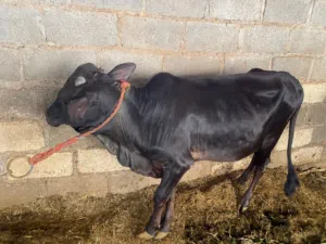 عجل عماني مطعوم