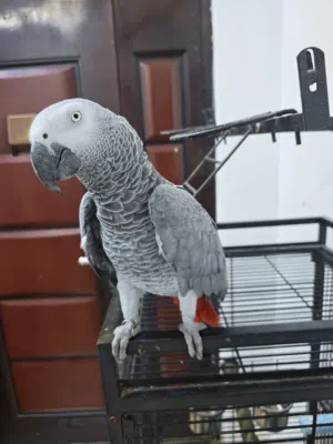 للبيع كاسكو انتاج محميه ابو مروان