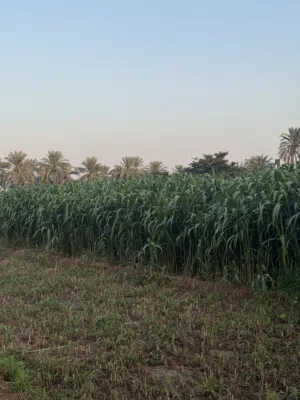للبيع حريه عمانيه وفي هنديه متوفر كميه الاسعار تختلف العمانيه جلب كبار على 15 والهنديه الجلب اصغر