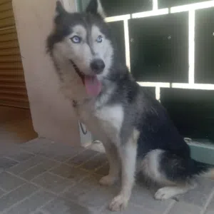 the dog is good in good condition and good very playful and is a female and 3 years old