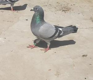 Pigeons1