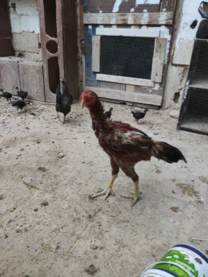 ديك باكستاني عمره اقل من سنه للبيع