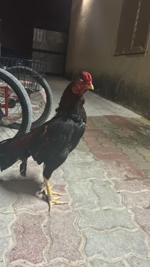ديك بكستاني