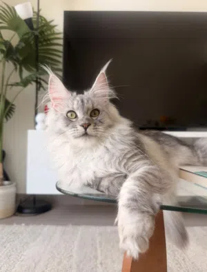 Imported from Russia Purebred Silver Maine Coon Female