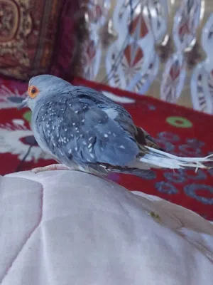 حمام ملكي ماسي