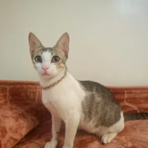 يوجد قطة لتبني مجانا