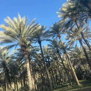 أم محمد