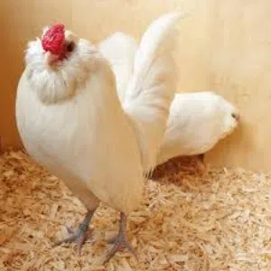 مطلوب ديك بومة