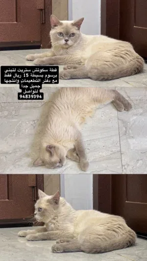 قطه سكوتش ستريت