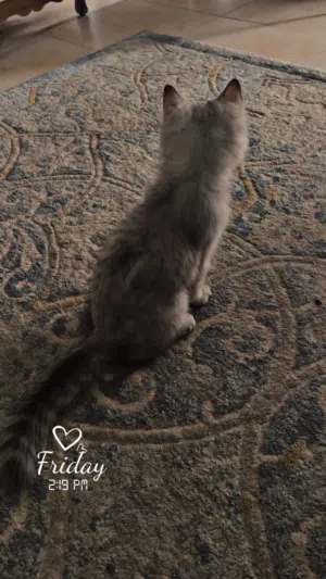 للتبني صحه ونظافه