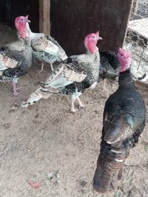 ديك رومى للبيع