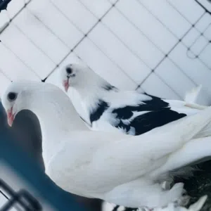 كوبيه وذكر فراد