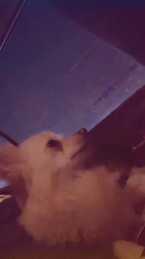 بومرينيان نثيه مع جوزها ولعوبه ، أليفه