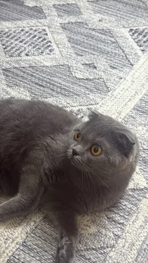 سكوتج فولد انثى مطعمه و تحب تلعب