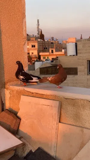 حمام للبيع عدد خمسه