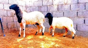 تنيه جردا تحتها حوليا تبارك الرحمن