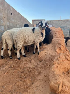 22 راس مقرس فيهن 12 حوليه