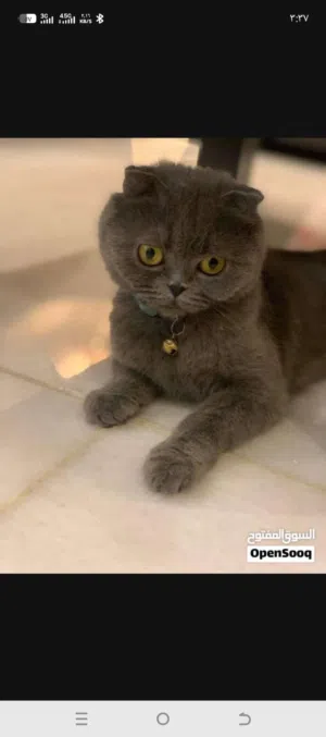 قطه سكاوتش للبيع