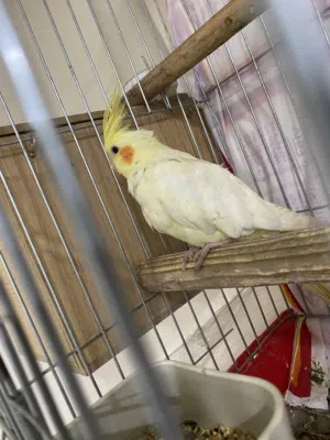 طيرة كوكتيل الفية هدد اقراء الوصف كويس