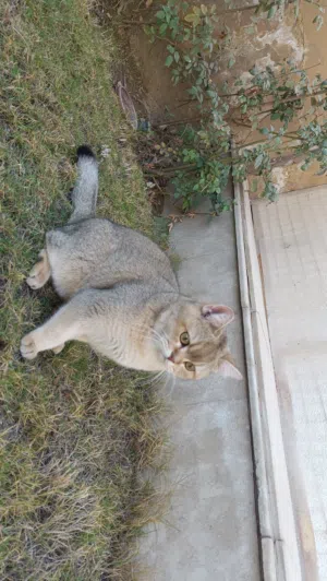 قط سكوتش ستريت NY11