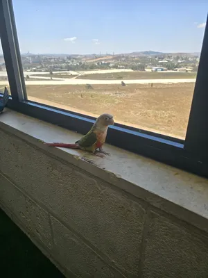 Parrots0