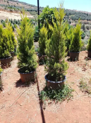 لكل من يرغب في زراعة النخيل