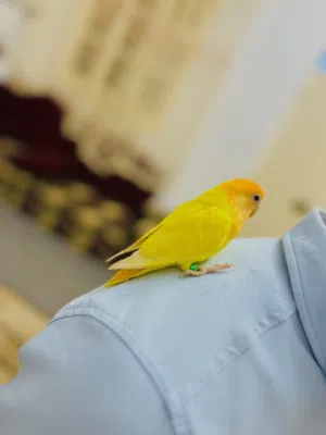 طرف بركديلو فل ترويض!