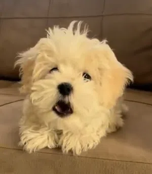 4sale Maltese