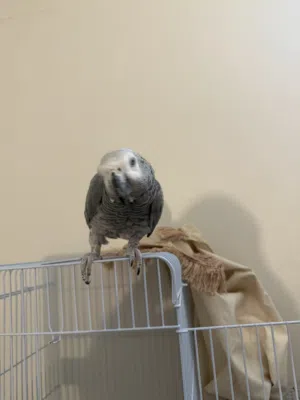 كاسكو افريقي