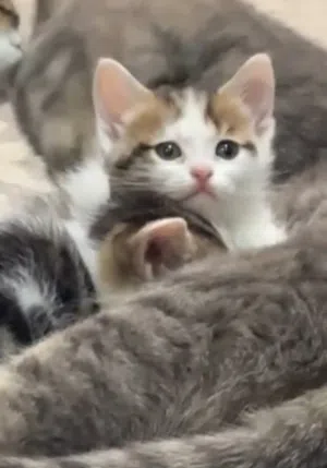 بيعه سريعه