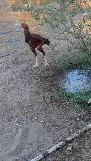 ديك بكستاني اصلي