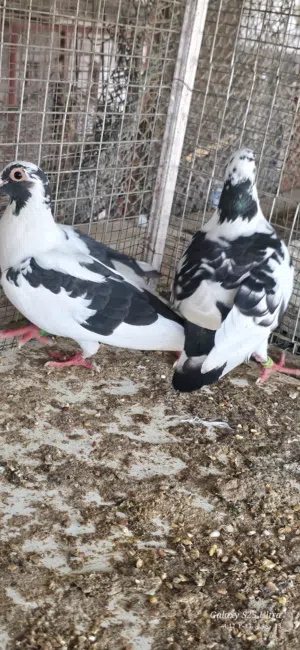 حمام زوج زاجل منتج