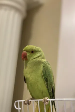 بغبغاء دره