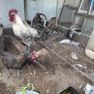 دجاج فيومي شبابي بيور
