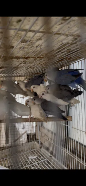 عصافير حب للبيع انتاج البحرين