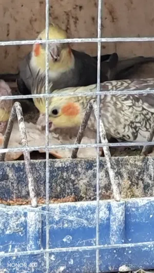 كوكتيل للبيع إزابيل وحبشي
