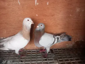 جوز ريحاني مصوقر