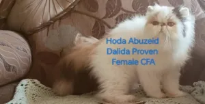 بنت بيرشن منتجة كاليكو وايت مسجلة cfa