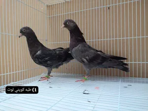 ‏حمام‏1