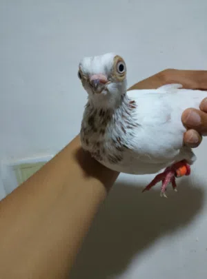 حمام للبيع