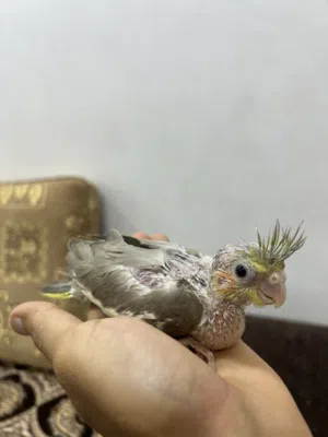فرخ كوكتيل كريمي
