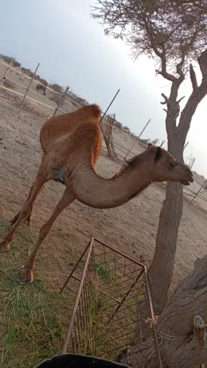 بكره للبيع قابله لتفاوض