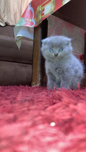 للبيع قط سكوتش فولد (Scottish Fold) أصلي