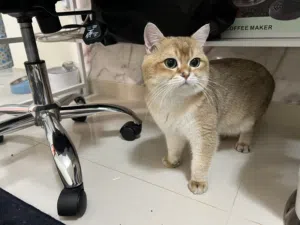 شانشيلا ذهبي British Shorthair Golden Chinchilla