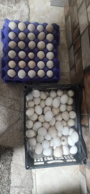 بيض بلدي مخصب