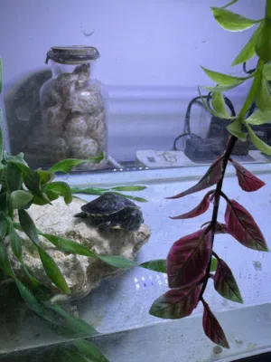 Pet Turtle