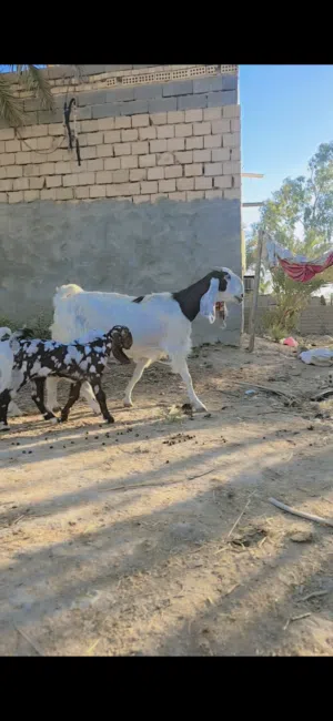 صخله عارضيه درجه اوله وراها توم نثيه وذكر