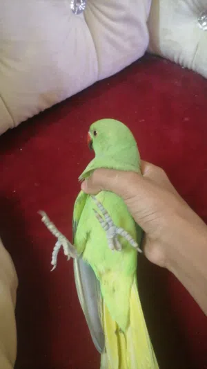 ببغاء الدره الأخضر شبه اليف العمر 4 أشهر تقريبا تابع الوصف