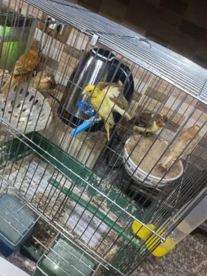 جوز كنار مع 4 فراخ